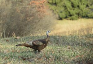 COLUMN: Section 1123 of the Highway Bill would greatly benefit West Virginia motorists, wildlife